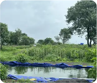 Water conservation pond setup for plantation support